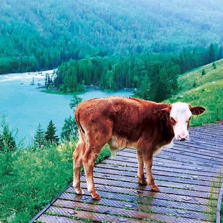 一生必游：天池、吐魯番、喀納斯、伊犁北疆環游10日